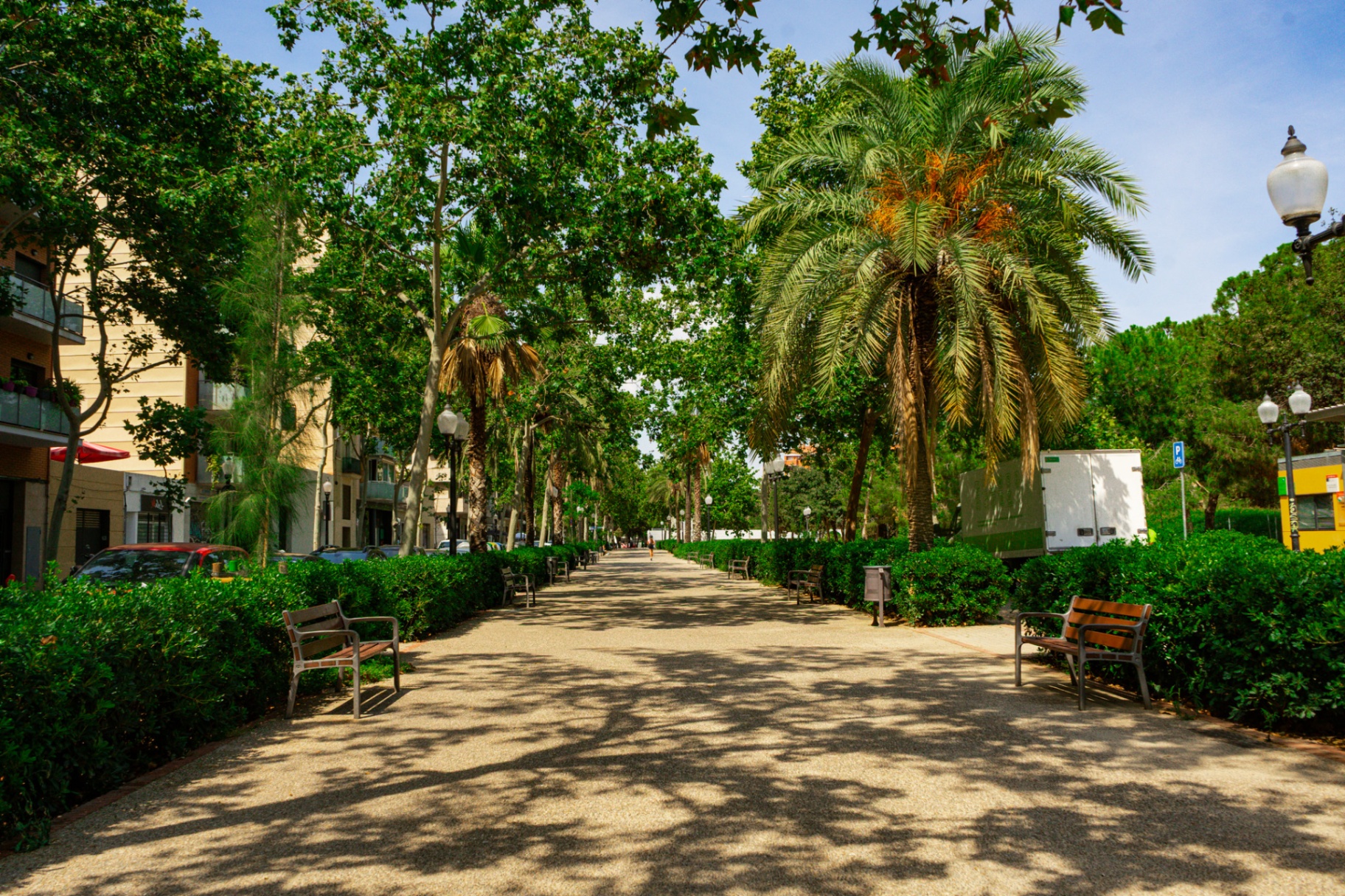 Paseo con palmeras y bancas